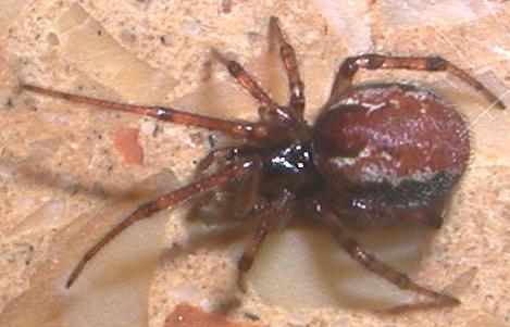 Kochiura aulica