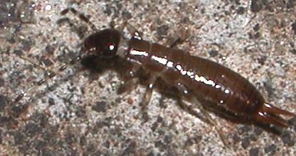 Euborellia annulipes