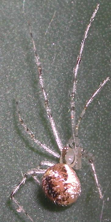 Platnickina sp.