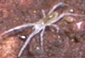 Rhagidiidae