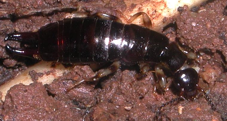 Euborellia annulipes