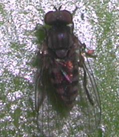 Platypezidae