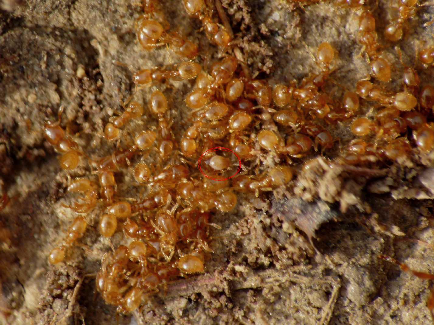 Aguzzate la vista: acaro in mezzo alle formiche Solenopsis