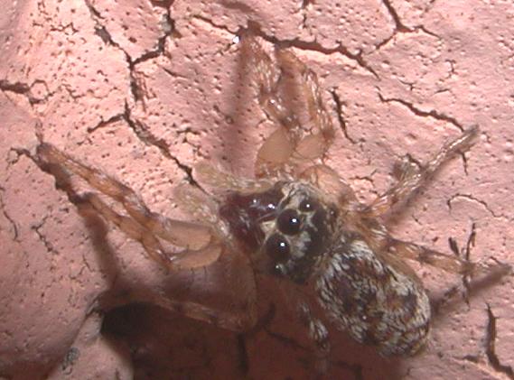 Salticus sp.