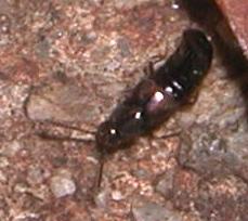 Due piccoli coleotteri: Staphilinidae e Microlestes