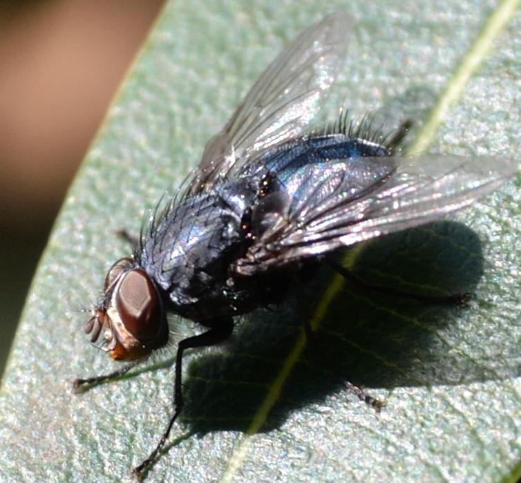 Calliphora vicina (Calliphoridae)