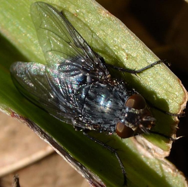 Calliphora vicina (Calliphoridae)