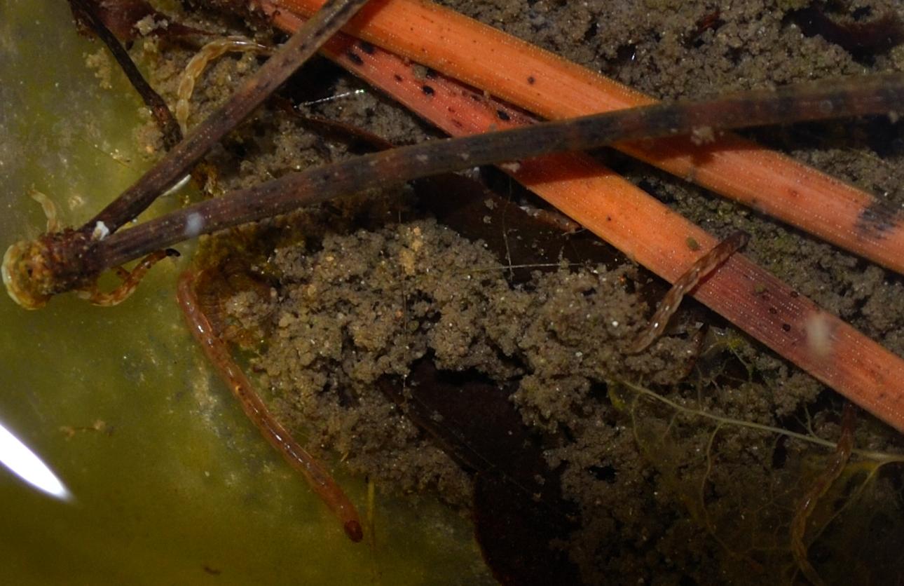 Larva di.. Chironomidae?