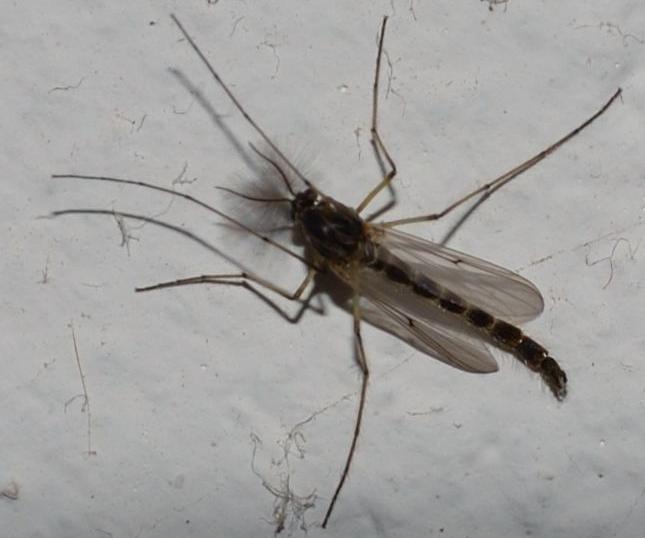 Chironomidae?