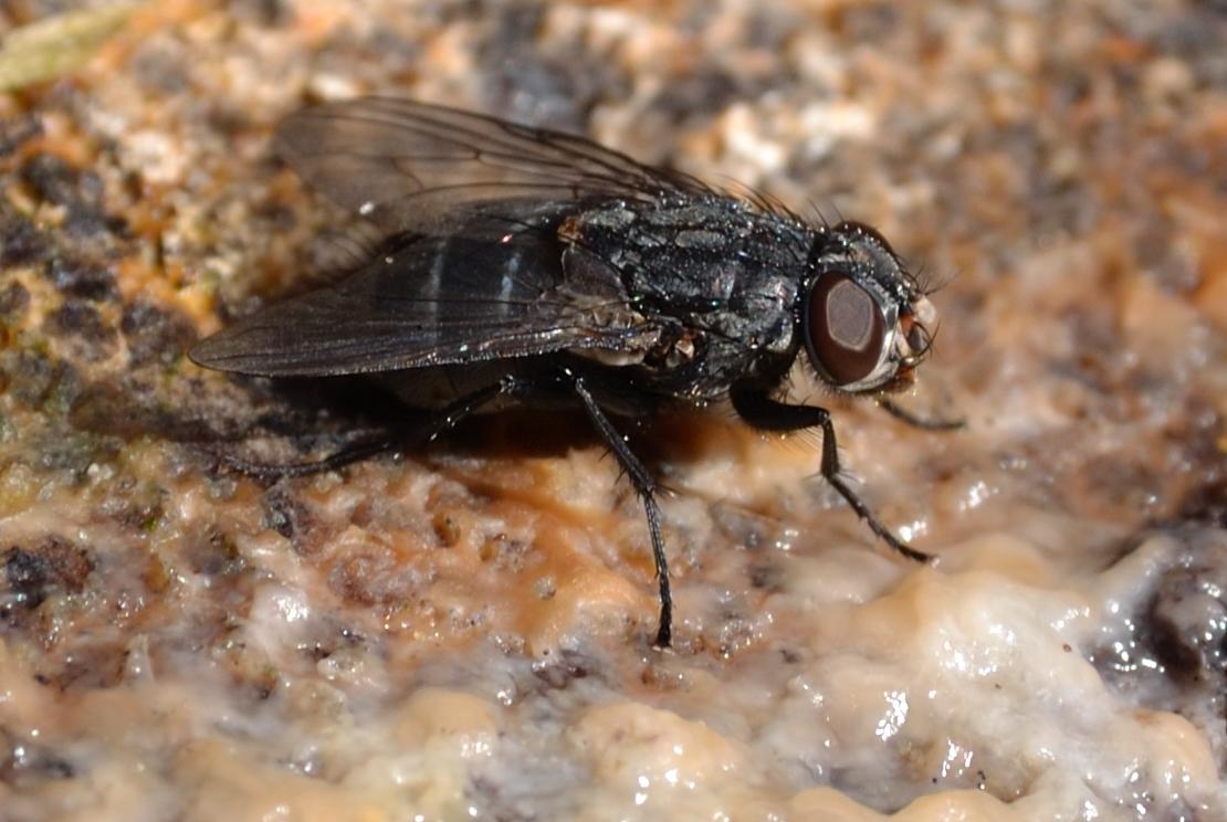 Muscina prolapsa