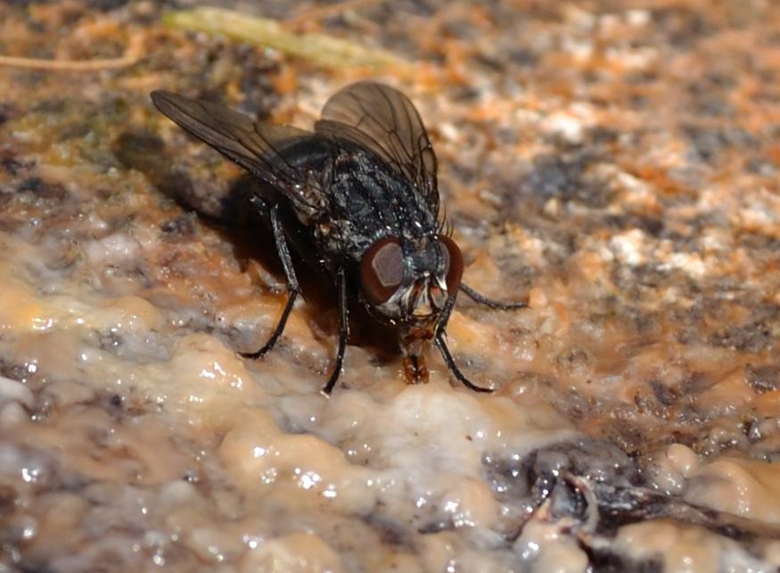 Muscina prolapsa
