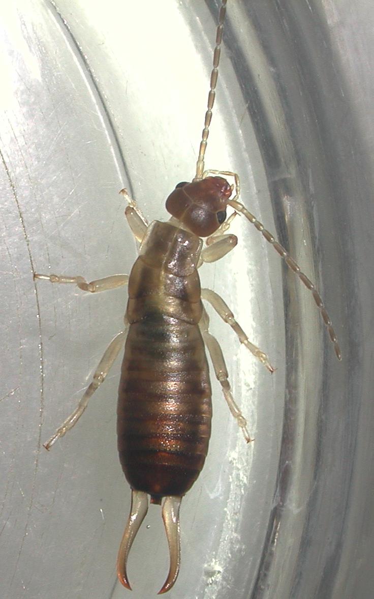 Euborellia annulipes