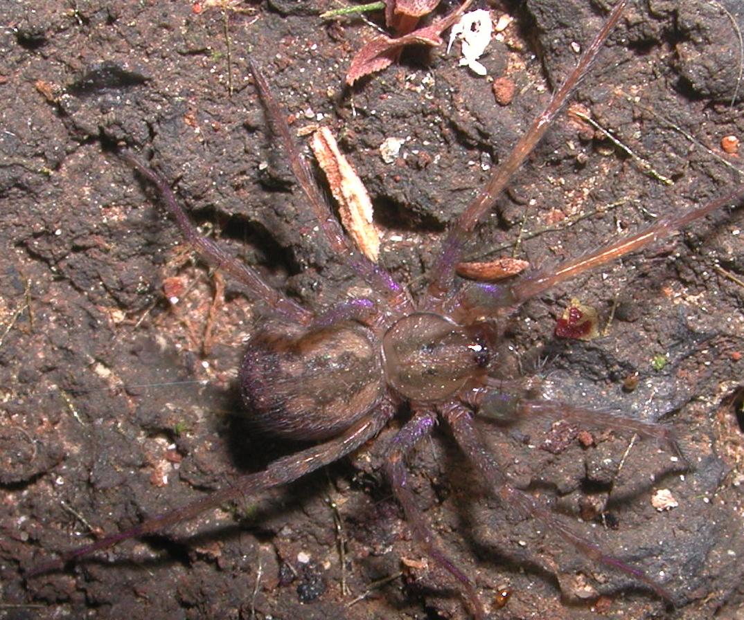 Tegenaria o Malthonica sp.
