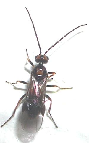 Braconidae (?)