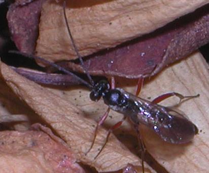 Ichneumonidae