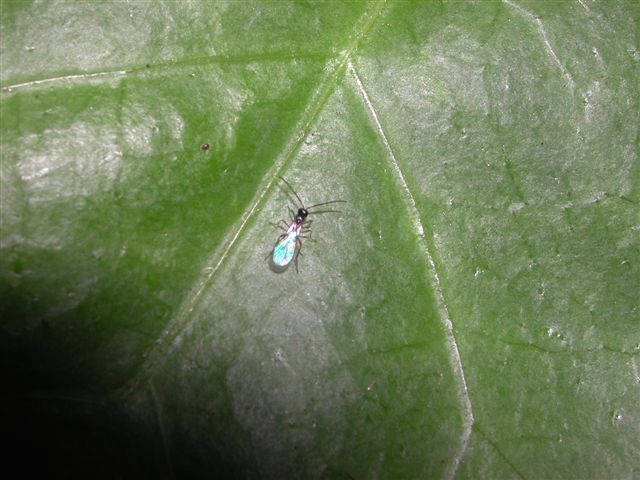 Piccolo Braconidae