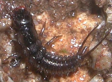 Giovane larva di Staphilinidae