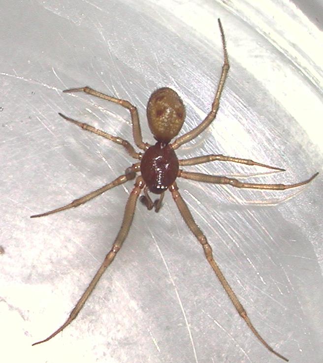 Steatoda triangulosa