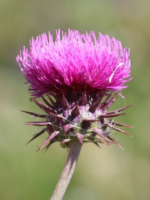 Carduus nutans sl.