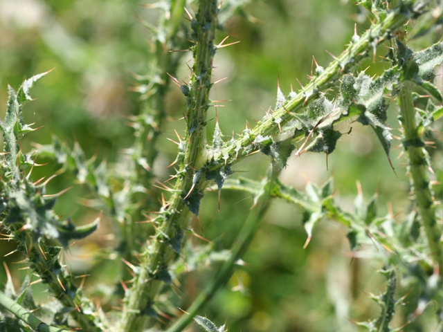 Carduus nutans sl.