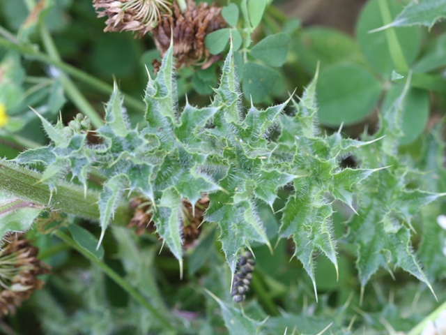 Carduus nutans sl.