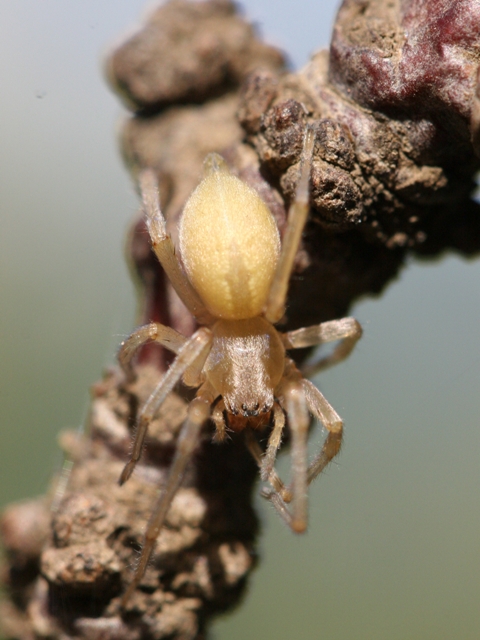 Cheiracanthium sp.