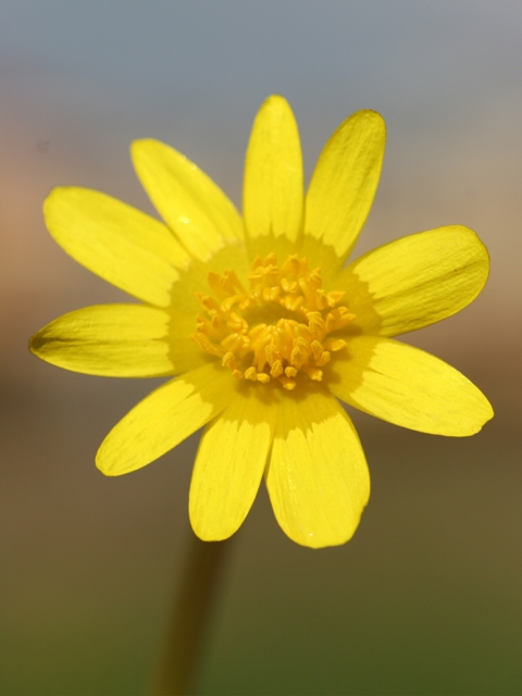 Viola sp.e Ranunculus ficaria