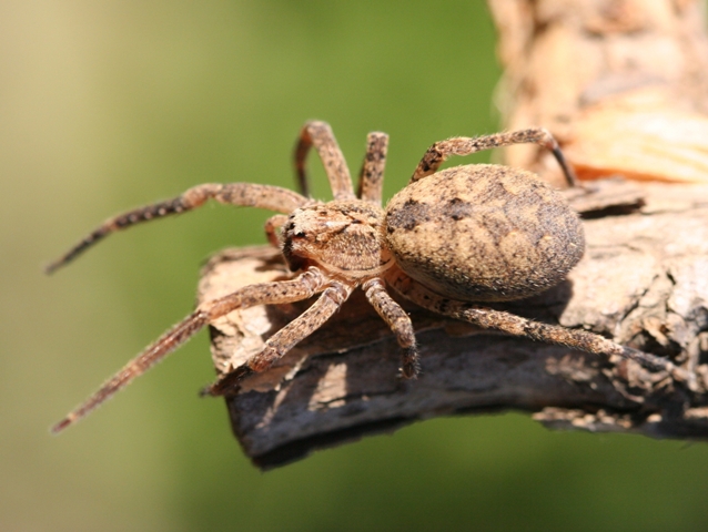 Zoropsis sp.