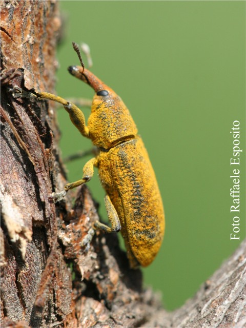 Lixus pulverulentus?