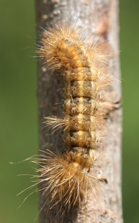 bruco peloso