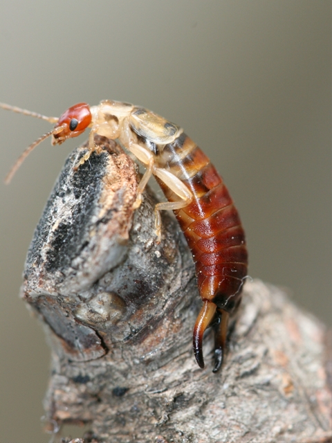 Forficula decipiens