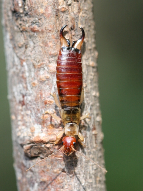 Forficula decipiens