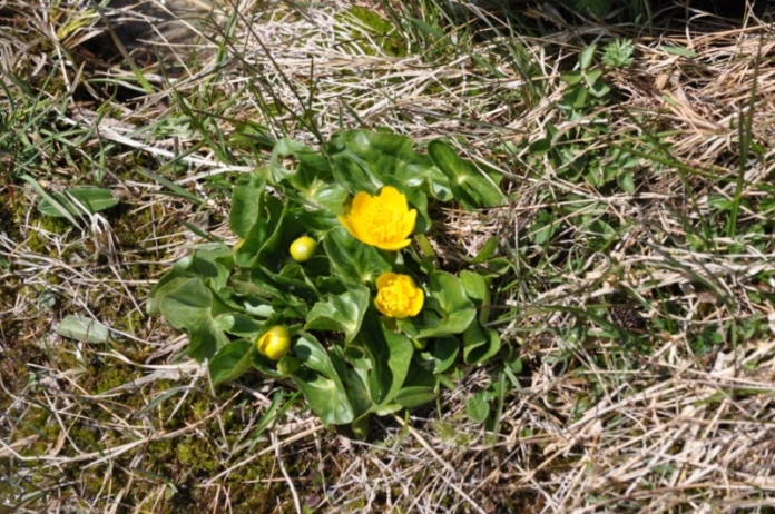 Ranunculus ficaria