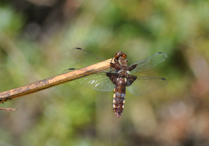 Libellula da ID