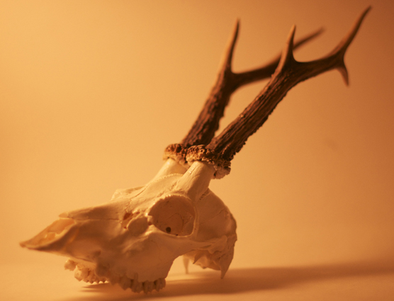 Crani: volpe e capriolo