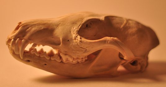 Crani: volpe e capriolo