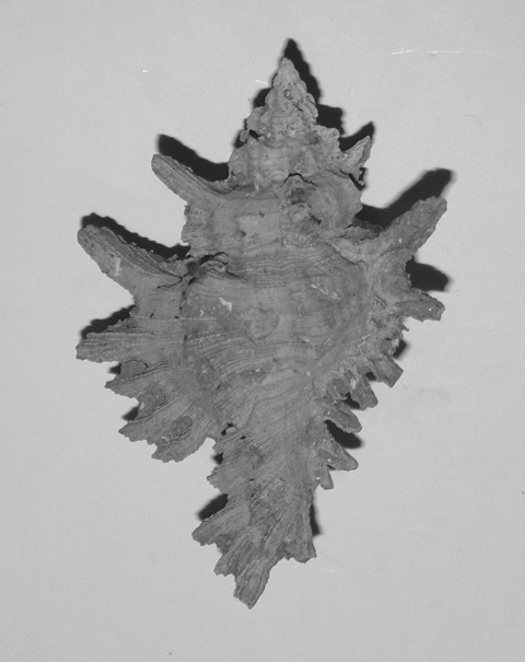 Hexaplex brevicanthos