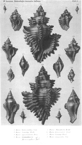 Hexaplex brevicanthos