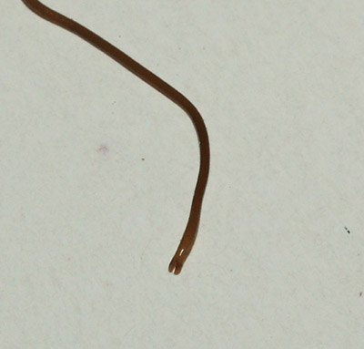 Gordius sp.