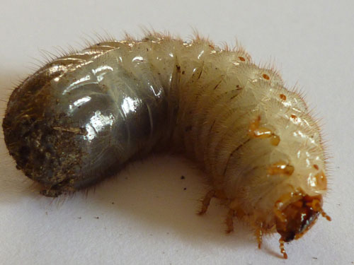 Larve di Cetoniidae nel vaso