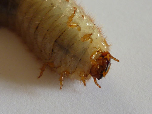 Larve di Cetoniidae nel vaso