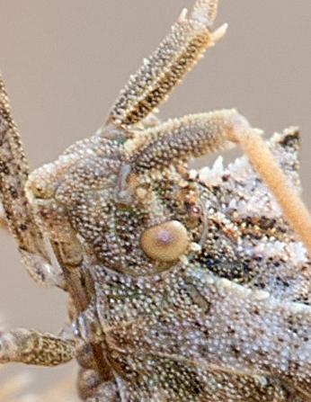 Coreidae: Centrocoris spiniger di Firenzuola