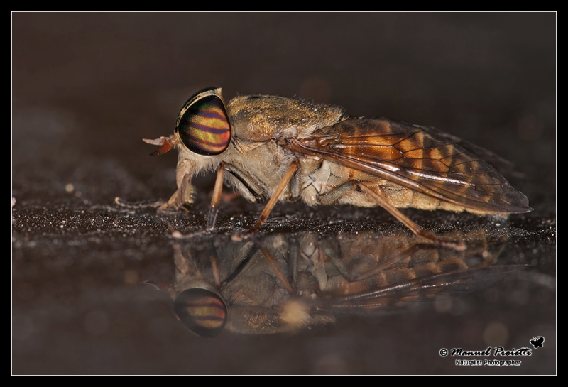 Tabanus del gruppo glaucopis (Tabanidae)