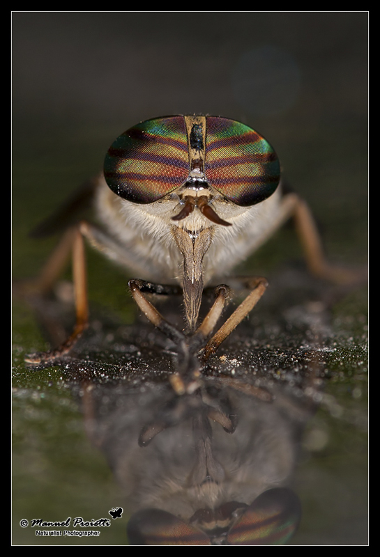 Tabanus del gruppo glaucopis (Tabanidae)