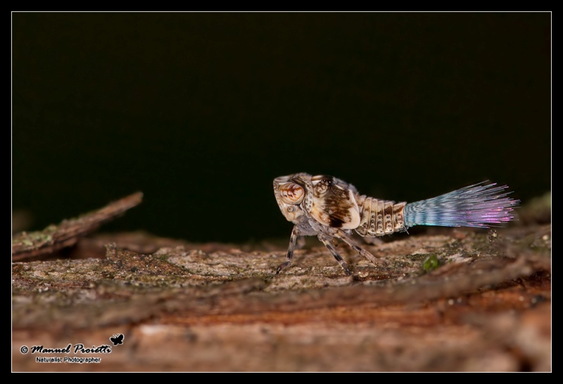 identificazione strana specie...: Ninfa d''Issidae