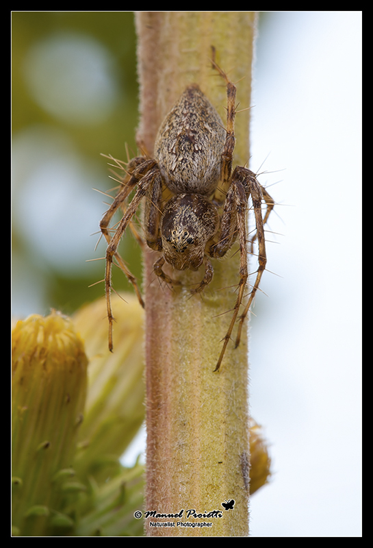 Oxyopes sp.