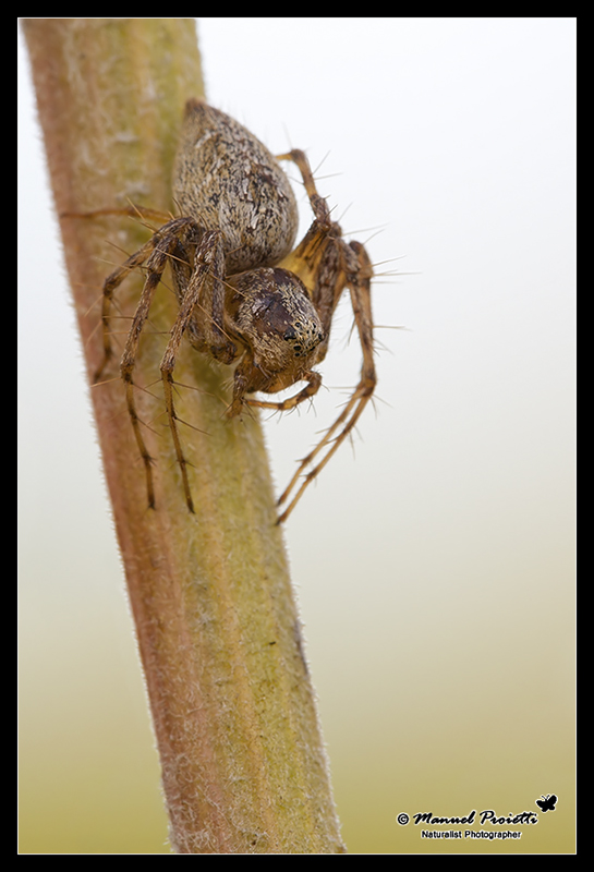 Oxyopes sp.