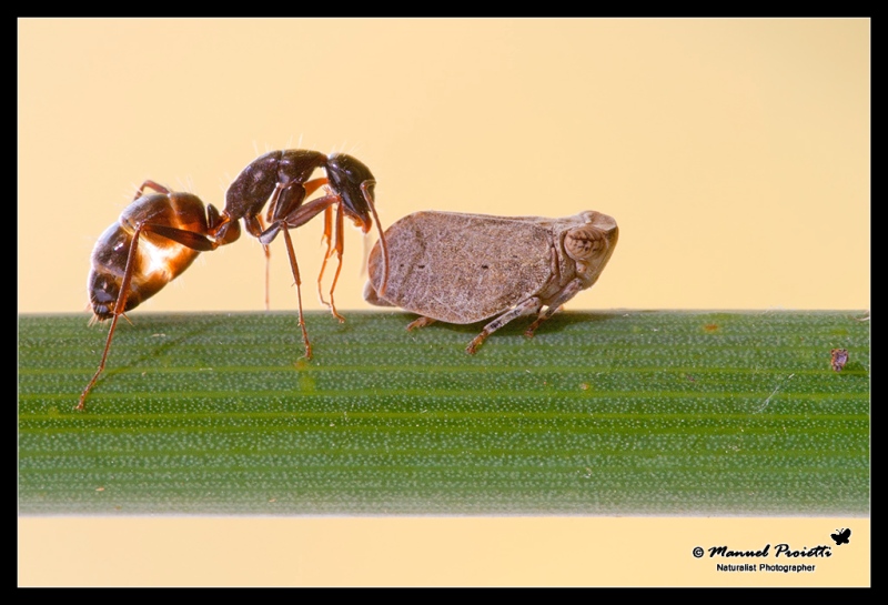identificazione strana specie...: Ninfa d''Issidae