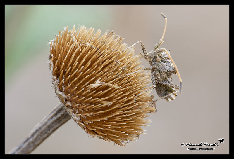 Coreidae: Centrocoris spiniger di Firenzuola