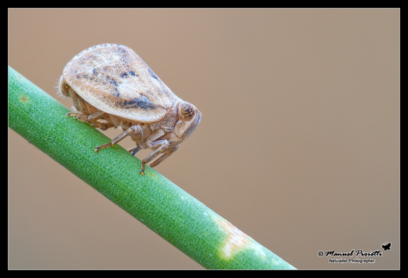 identificazione strana specie...: Ninfa d''Issidae